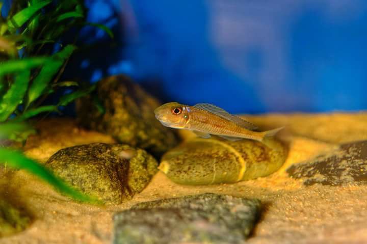 Asprotilapia leptura 'Cameron Bay'